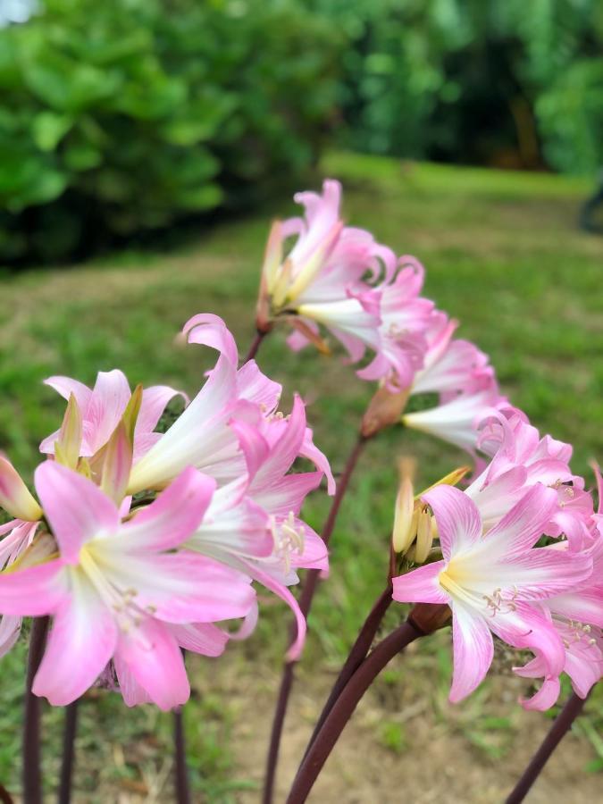 蓬塔德尔加达Quinta Da Bela Vista别墅 外观 照片